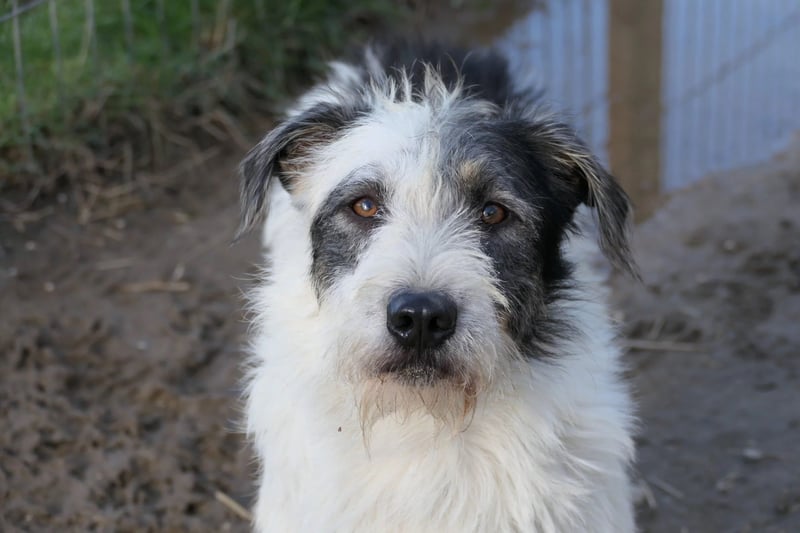 Nosy lieber Rüde wartet auf seine Herzensmenschen
