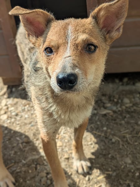Ira - sanfte Maus sucht ihr Haus
