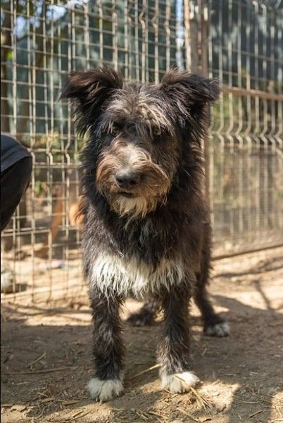 kleine, verschmuste Susi sucht dringend liebevolles Zuhause