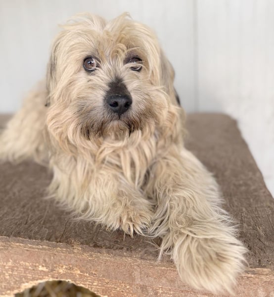 bildhübscher LION - 3 Jahre, 40cm - Wuschel-Mix