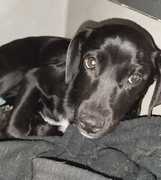 süßer MUFFIN - 6 Monate, 32cm/7kg - Typ Mini-Labrador