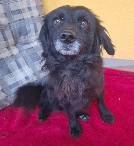 ❤️❤️❤️ Herzblatt RETHY - 10 Jahre, 32cm/8kg - kl. Mischling