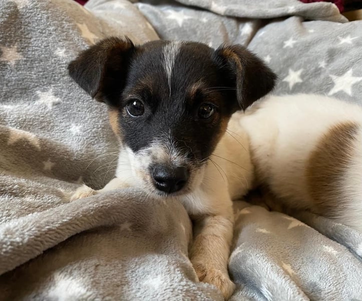 NEZUKO sucht Familienanschluß