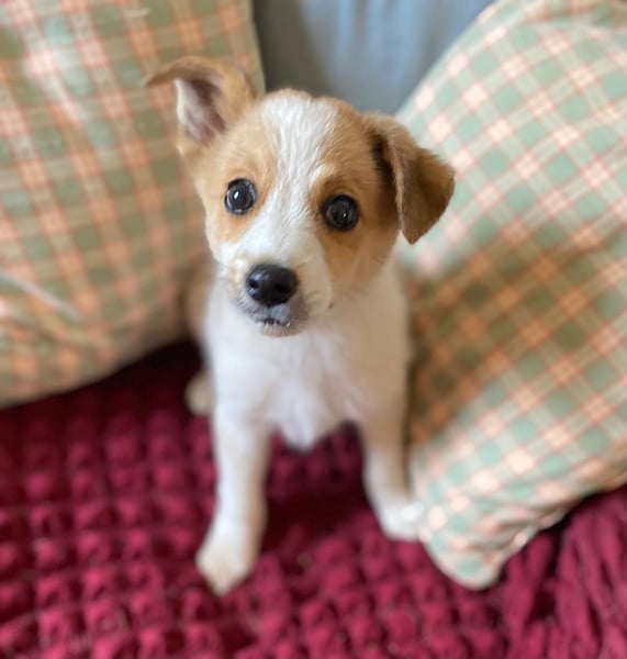 TANJIRO sucht Familienanschluß