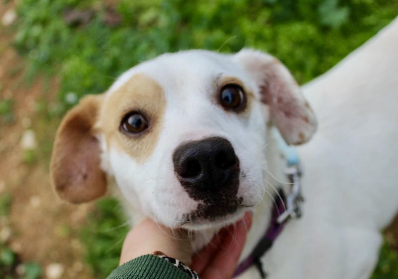 PERRIN sucht Familienanschluß