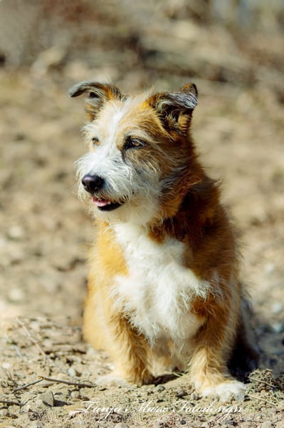 Unsichere Lizu braucht erfahrene Menschen, die ihr ein Fürimmerzuhause geben
