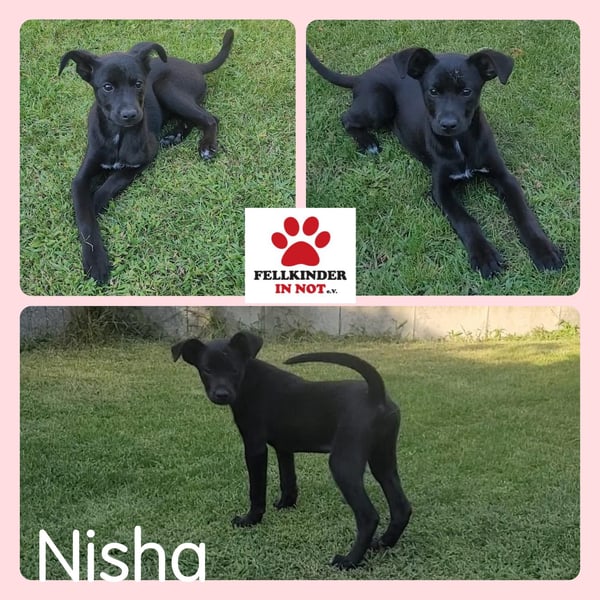 Mischlings-Hündin Welpe Nisha sucht ein Zuhause