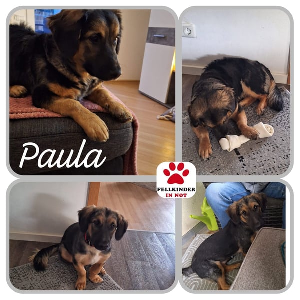 Kleine Mischlingshündin Paula sucht ihre Familie