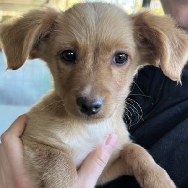 Loni, geb. ca. 08/2025, lebt in GRIECHENLAND, auf einer privaten Pflegestelle