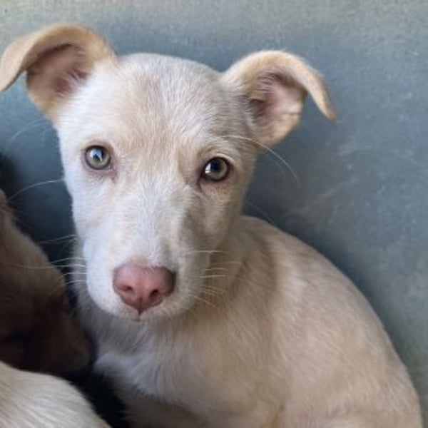 Francky Stanley, geb. ca. 08/2025, lebt in GRIECHENLAND, auf einer privaten Pflegestelle