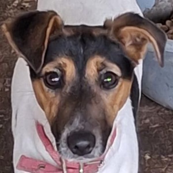 Möök, geb. ca. 04/2025, lebt in GRIECHENLAND, auf einer privaten Pflegestelle