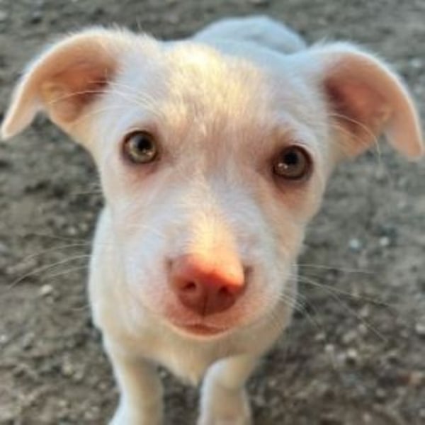 Kiona, geb. ca. 08/2025, lebt in GRIECHENLAND, auf einer privaten Pflegestelle