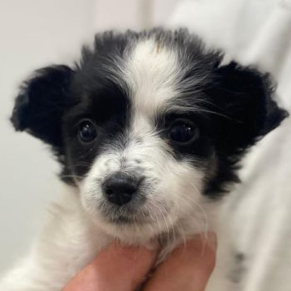 Louise, geb. ca. 08/2025, lebt in GRIECHENLAND, auf einer privaten Pflegestelle