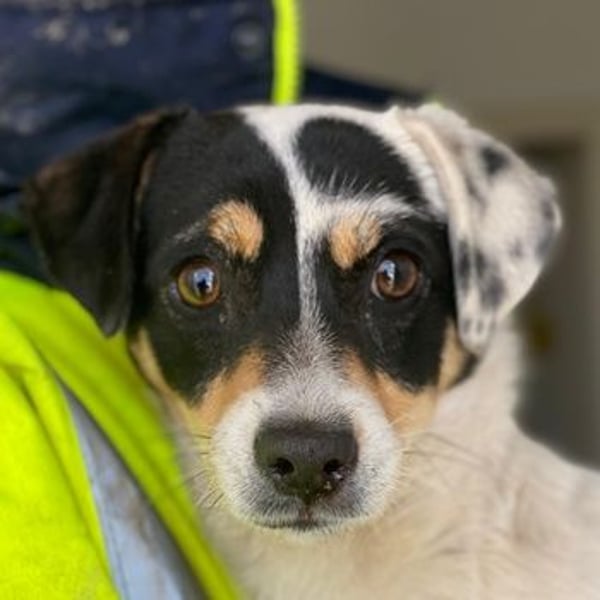 Julia, geb. ca. 08/2025, lebt auf einer Pflegestelle in 79576 Weil am Rhein