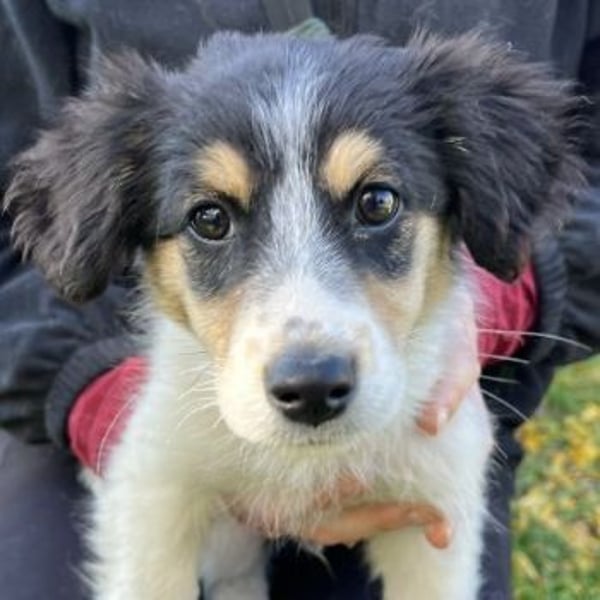 Fridolin, geb. ca. 07/2025, lebt in GRIECHENLAND, auf einer privaten Pflegestelle