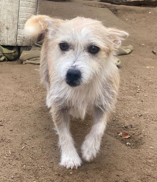 Trulla, geb. ca. 05/2024, lebt in GRIECHENLAND, auf einer privaten Pflegestelle