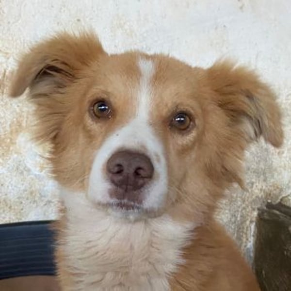 Novalis, geb. ca. 07/2023, lebt in GRIECHENLAND, auf einer privaten Pflegestelle