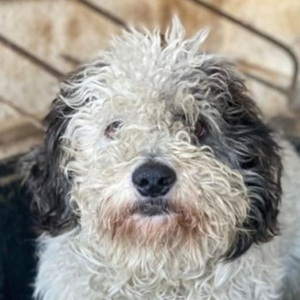 Günni, geb. ca. 12/2023, lebt auf einer Pflegestelle in 45896 Gelsenkirchen