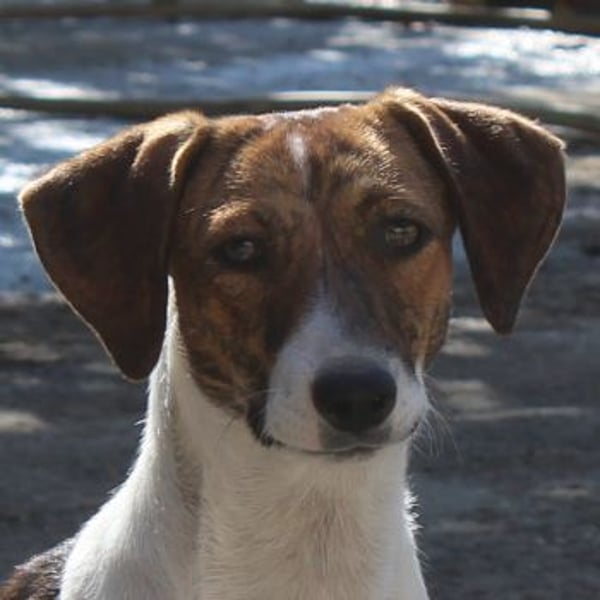 Tanu, geb. ca. 11/2024, lebt in GRIECHENLAND, auf einer privaten Pflegestelle