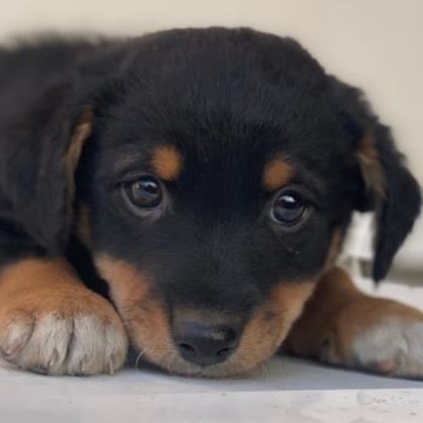 Tinos, geb. ca. 10/2025, lebt bei einer Familie in 12355 Berlin, Vermittlungshilfe