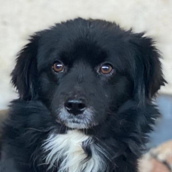 Mochi, geb. ca. 01/2024, lebt in GRIECHENLAND, auf einer privaten Pflegestelle