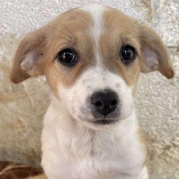 Elfie, geb. ca. 08/2025, lebt in GRIECHENLAND, auf einer privaten Pflegestelle