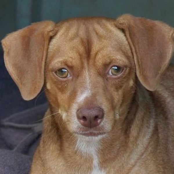 Ed, geb. 03.09.2022, lebt in GRIECHENLAND, auf einer privaten Pflegestelle