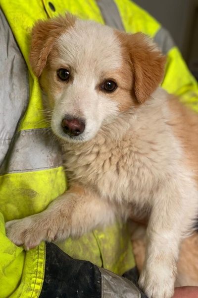 Frederic, geb. ca. 08/2025, lebt auf einer Pflegestelle in 79576 Weil am Rhein