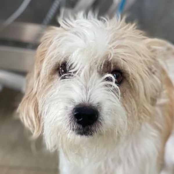 Eko, geb. ca 11/2021, lebt in GRIECHENLAND, im städt. Tierheim Serres