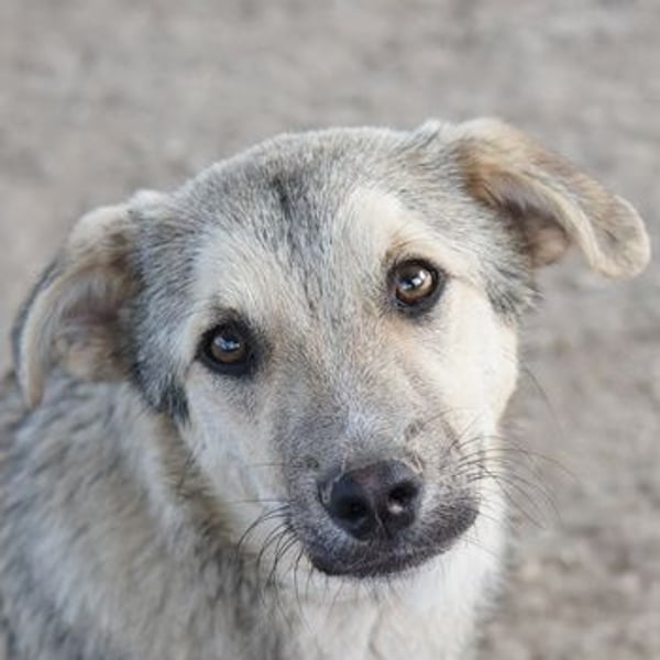 Wursti, geb. ca. 09/2025, lebt in GRIECHENLAND, im städt. Tierheim Serres