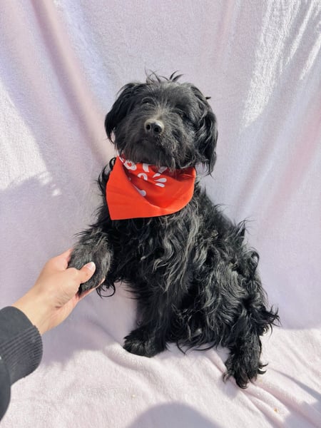 Bozont - Sanfter Schatz sucht geduldiges Zuhause *bald in 71711 Murrr*