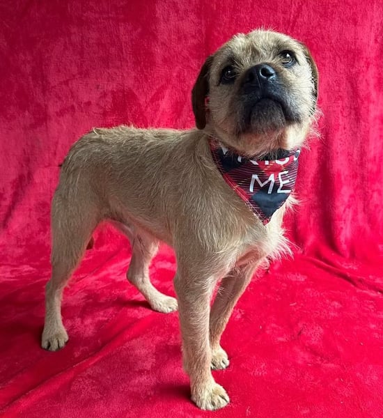 Jack -kleiner fröhlicher verspielter Rüde