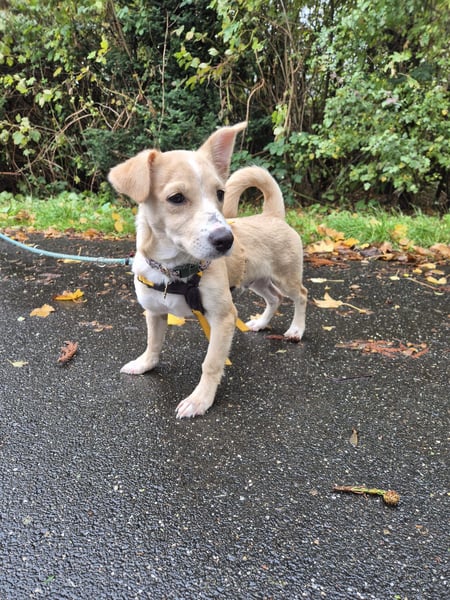 Gigino: kleiner Fratz sucht Kuschelplatz
