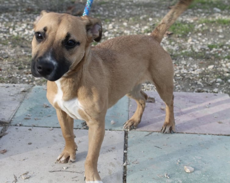 Lena, eine freundliche kleine Hündin