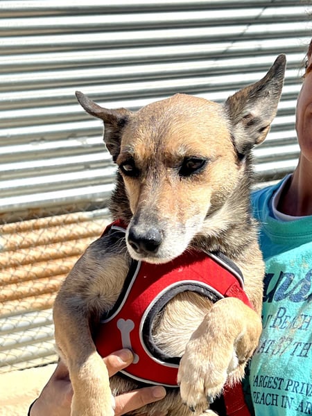 Leon, wartet seit 6 Jahren auf ein Zuhause