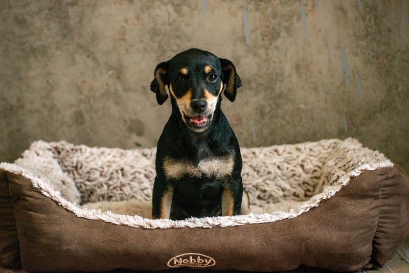 Avani - Kleine Hündin mit großem Herz