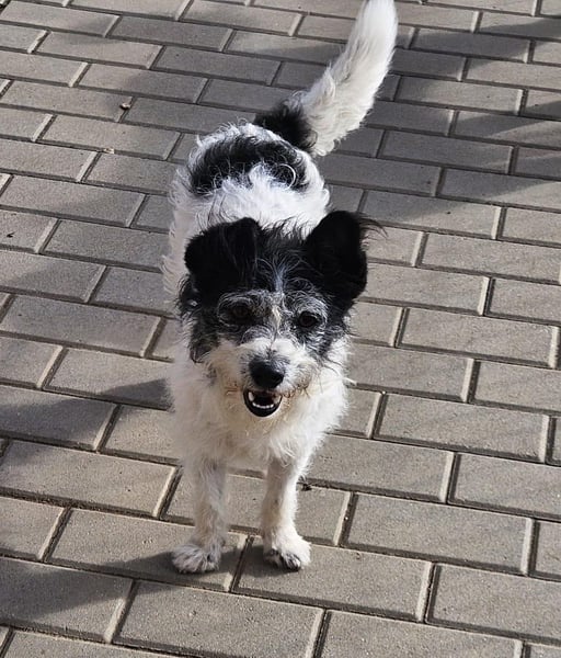 Unser kleiner, süßer Gismo sucht ein warmes Körbchen!