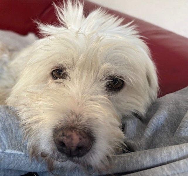 ALMA sucht ein Zuhause