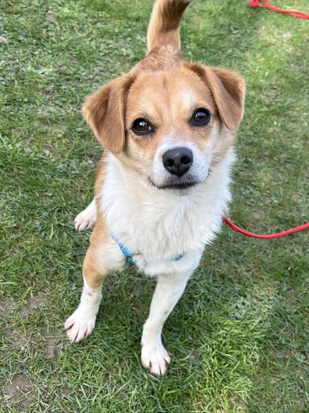 Lizzy Tierschutzhund sucht ein Zuhause