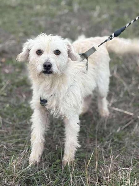 Hopihe, charmant und freundlich