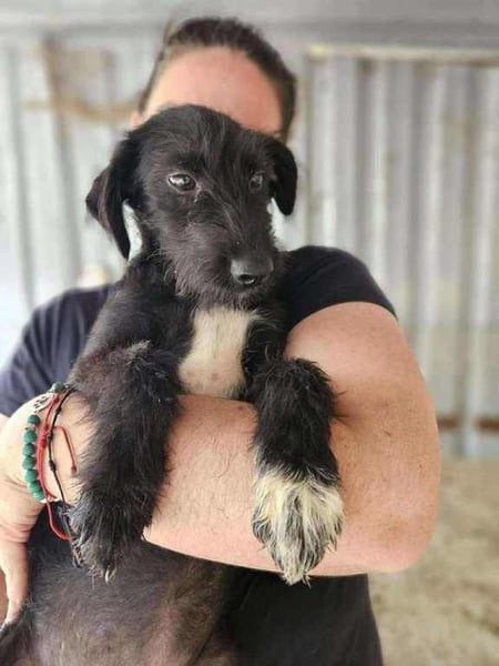 Pepper, neugierig auf das Leben