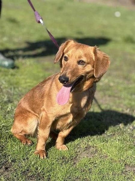 Doug, unser aktiver Dackel-Mix