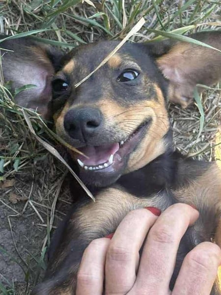 Shark - ein verspielter kleiner Sonnenschein