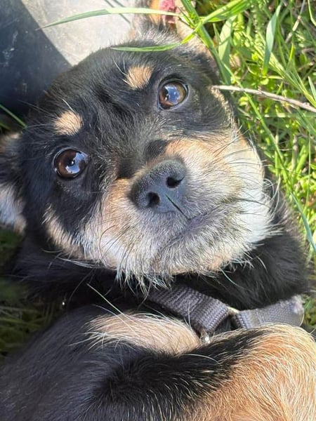 Kleine Zuckerschnute sucht ihre Familie