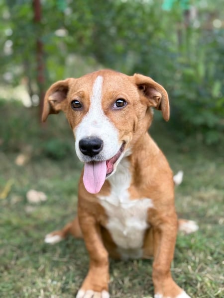 Yellina-KK – liebe, ausgeglichene kleine Hündin sucht ihr Zuhause