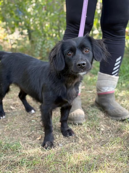 Gitka-KK – tapfere kleine Hündin sucht Menschen mit Geduld und Herz