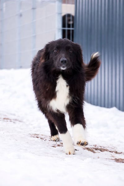 Rosa ist ein liebes, noch etwas schüchternes Energiebündel