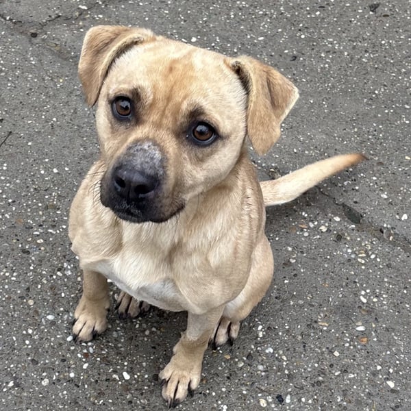 SAMU SUCHT SEIN GLÜCK