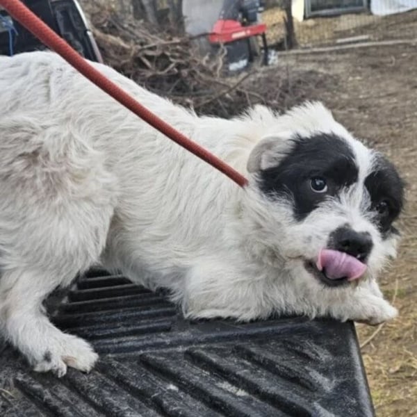 NIMERIA - VOLLER LIEBE