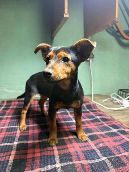 Eper, geboren 10.07.2025, 26cm sucht ihr Zuhause fürs Leben